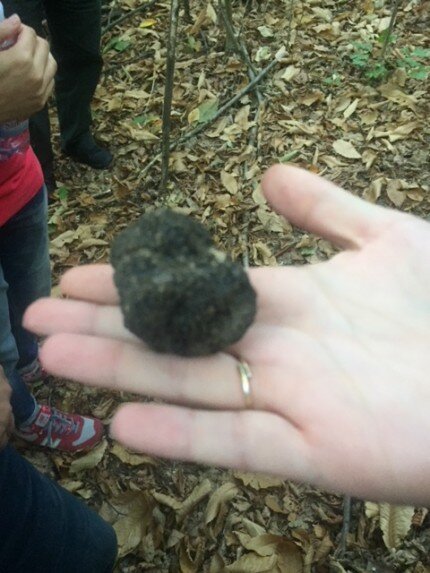 Found a Truffle!